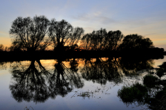 Sunset, river Nene, Peterborough