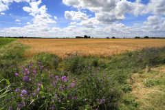 02-Summer-Fenland-fields