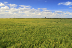 04-Summer-Fenland-fields