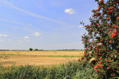 1-Summer-Fields-Manea