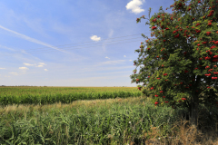 3-Summer-Fields-Manea