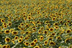 4-Sunflowers