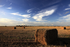 Square straw bales, Fenland field