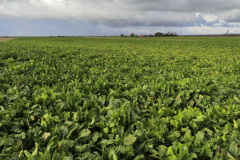 Sugarbeet crop in fields