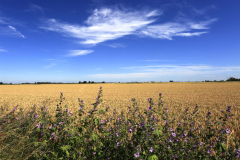 Summer,Wheat fields near Ely