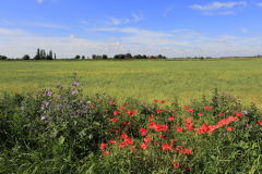 Barley crop in a Fenland Field