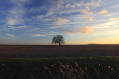 sunset colours over a Fenland field