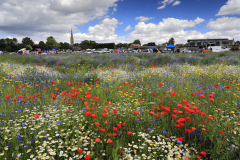 01-Wild-Flowers-Whittlesey