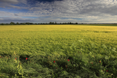 Summer barley crop in a Fenland Field