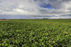 Sugarbeet crop in fields