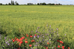 Barley crop in a Fenland Field