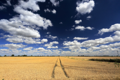 Crops in a Fenland field