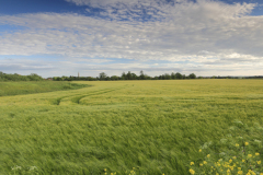 Summer barley crop in a Fenland Field