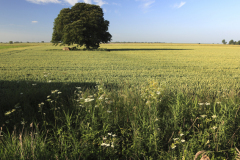 Summer Beech Tree, Fenland field