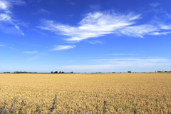 Summer wheat crop in a Fenland Field