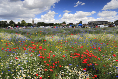 06-Wild-Flowers-Whittlesey