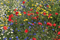 08-Wild-Flowers-Whittlesey