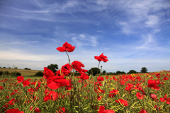 Fields of common Poppy flowers