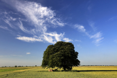 Summer Beech Tree, Fenland field