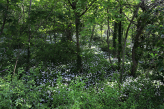 1-Wild-Garlic-Ferry-Meadows