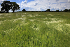 Summer barley crop in a Fenland Field