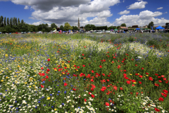 11-Wild-Flowers-Whittlesey