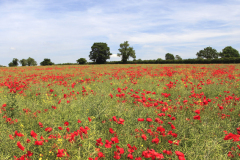 Fields of Poppy flowers