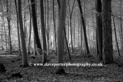 Autunm Woodland, Sherwood Forest