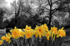 Spot Coloured Daffodil Flowers