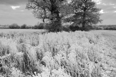 Hoare frost scene, Fenland fields, March town