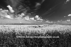 Summer Oil seed rape fields near Ely City