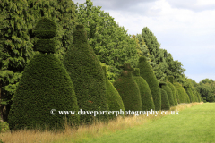 Yew Tree avenue near Clipsham village