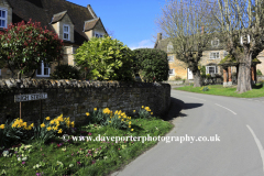 Daffodils, The Old Pump, Exton village green