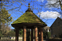 Daffodils, The Old Pump, Exton village green