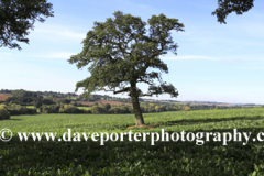 Summer view over fields near Ketton village