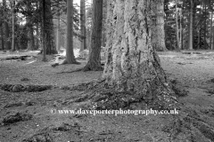 Pine Woodland New Forest