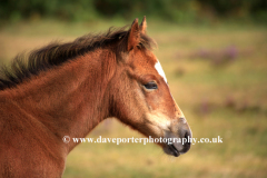 New Forest Pony