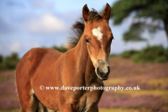 New Forest Pony