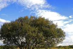 Summer view over White Moor, New Forest