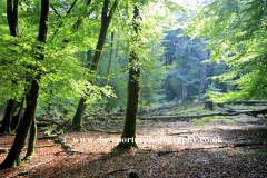 Woodland trees, White Moor, New Forest