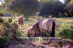 New Forest Pony at White Moor