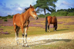 New Forest Pony at White Moor