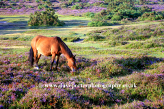 Pony on Hatchet Heath, New Forest