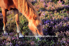 New Forest Pony at White Moor