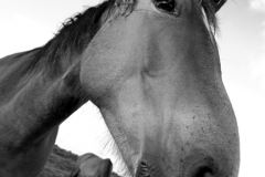 New Forest Pony at White Moor