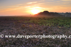 Misty morning sunrise; Ocknell Plain, New Forest