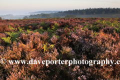 Misty morning sunrise; Ibsley Common, New Forest