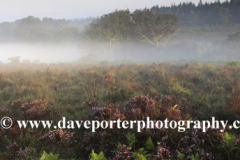 Misty morning sunrise; Broomy Plain, New Forest