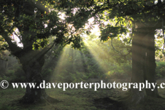 Misty sunrise Woodland, White Moor, New Forest