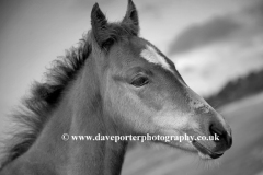 New Forest Pony at White Moor